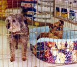 two dogs in pen at adoption even at PetCo