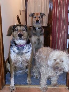 three dogs pose for camera