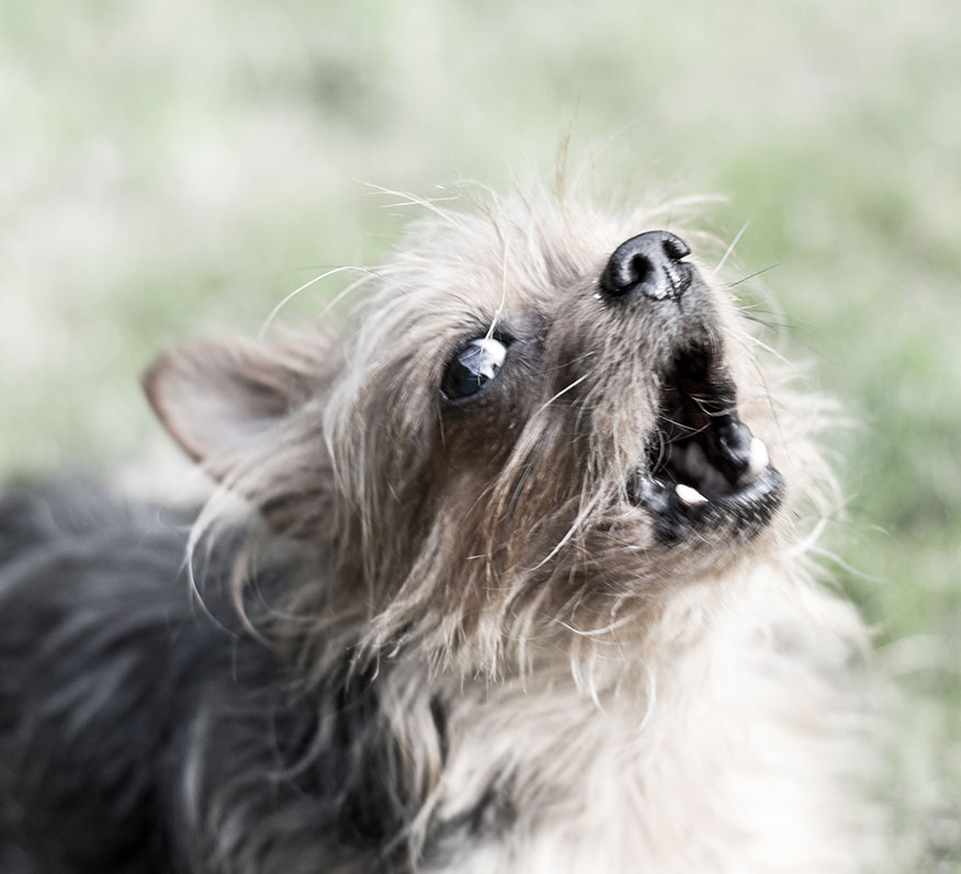 Dog Ownership Facts – Rescue-Rover