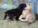 two lab puppies playing