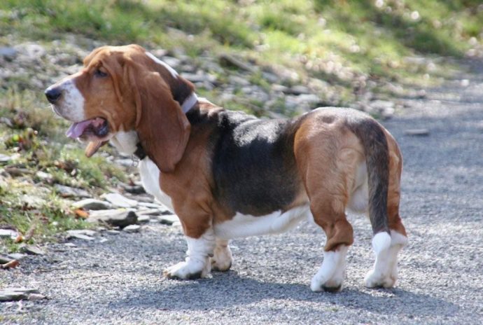 A side view of a sturdy basset hound