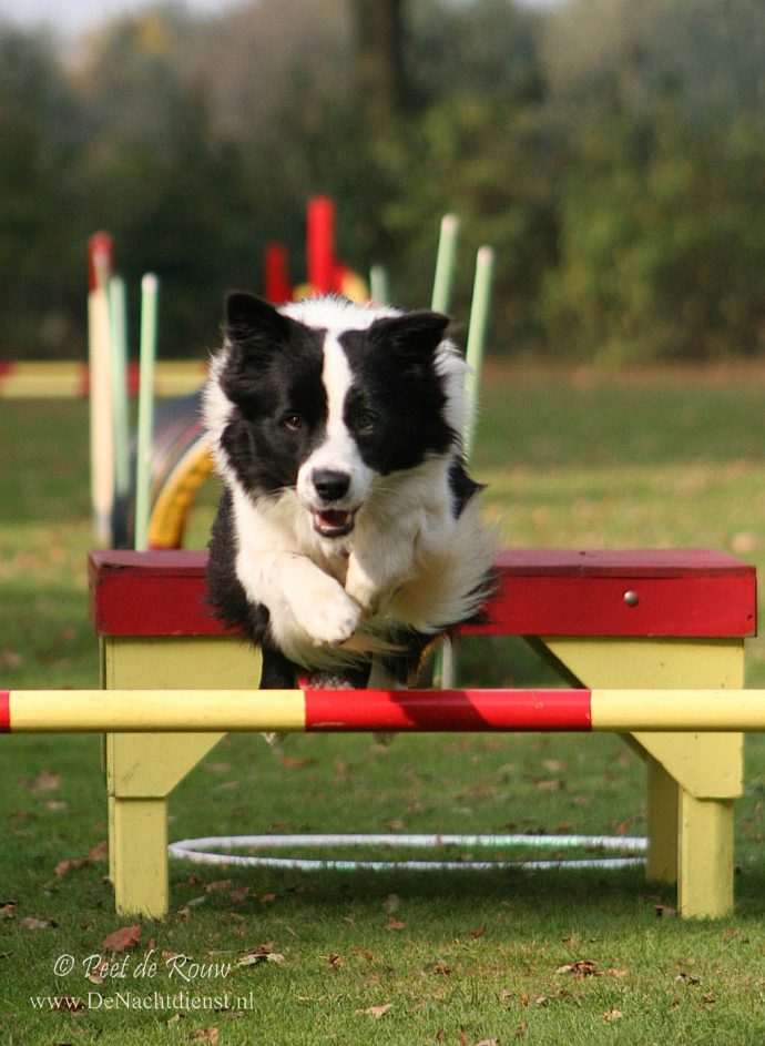 Border Collie jumping over bar in agility competition