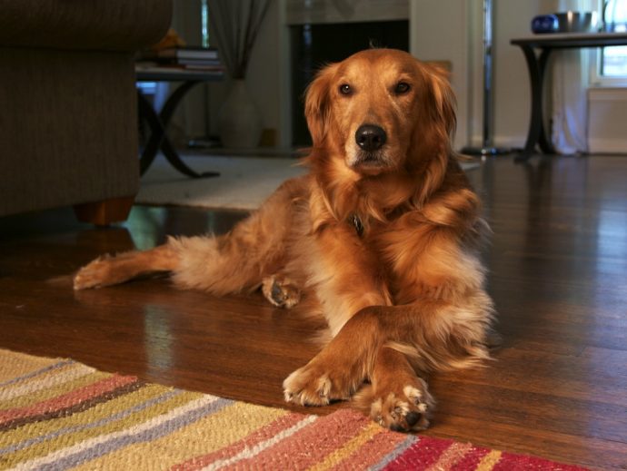 A Golden Retriever poses for the camera lying down with his paws crossed.