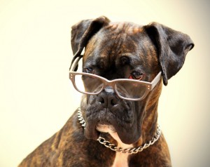 Boxer with tie, eye glasses, necklace