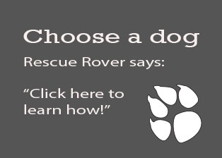 link to choose a dog page