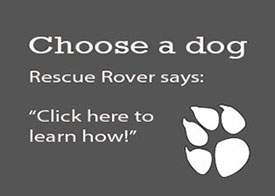 click here - rover says choose a dog