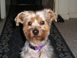 headshot of a Yorkshire terrier