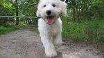 close-up of bichon walking in woods on leash