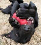 black lab plays with kong