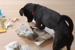 Small black dog shredding newspaper on the floor