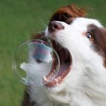 dog trying to catch bubble with mouth