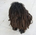 dog with long, tangled dreadlocks