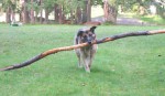 german shepherd carrying a very long stick