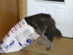 dog with most of body in its food bag - head first