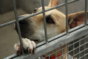 dog in cage with paw on metal door